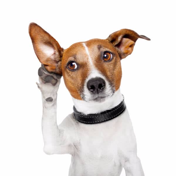 Hypnotic voice - image of a dog with a white body and brown head and a paw by his right ear.