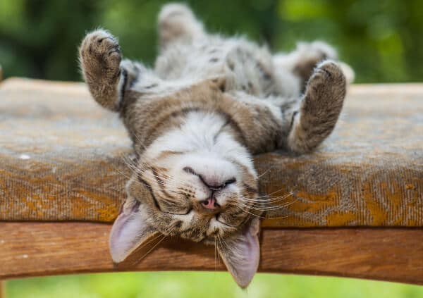 Sleep. A cat, laying on a bench upside down, having a cat nap