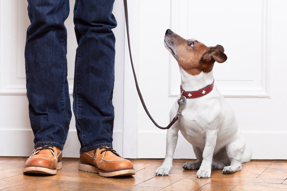 clinical dog walker